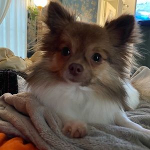 Meet your Posher, Nikki